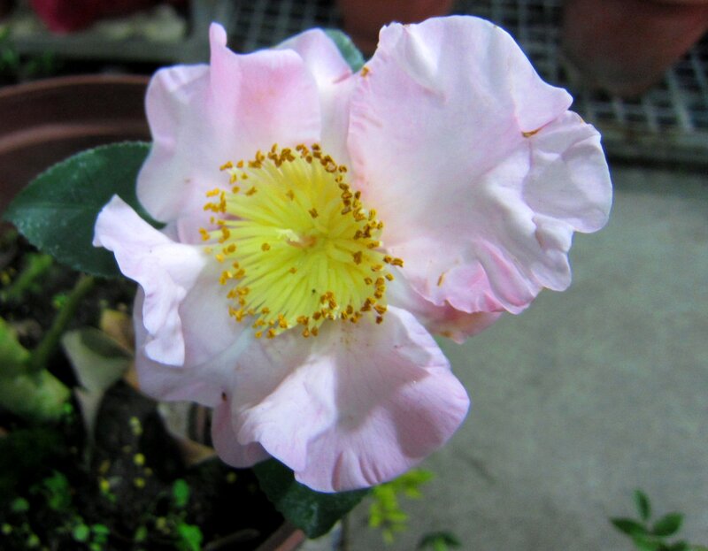 Pink Camellia Flower — Calm, Photograph, Yellow Stamen