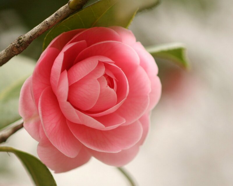 Pink Camellia Flower — Calm, Spring, Photograph, Branch, Leaf