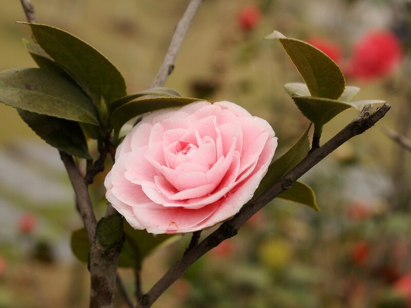 Pink Camellia Flower — Calm, Spring, Photograph, Branch