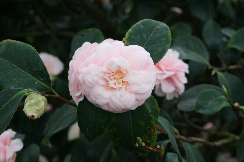 Pink Camellia Flower — Calm, Spring, Photograph, Bud