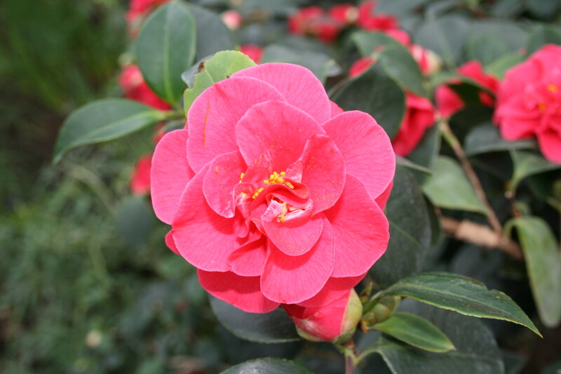 Pink Camellia Flower — Calm, Spring, Photograph, Green Leaves, Flower Bud