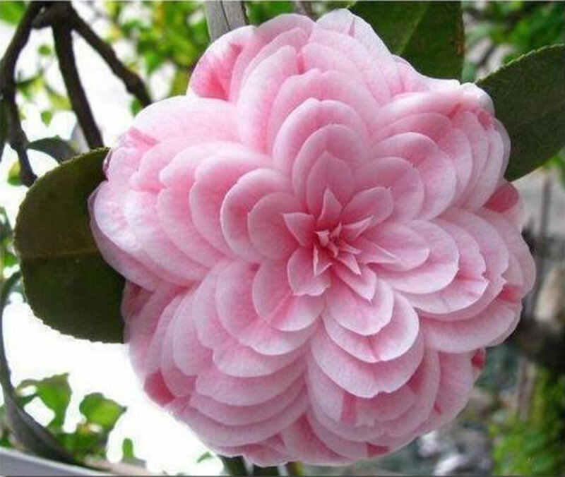 Pink Camellia Flower — Calm, Spring, Photograph, Leaves