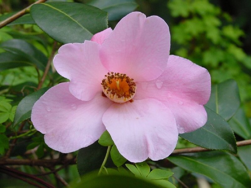Pink Camellia Flower — Calm, Spring, Photograph, Leaves, Water Droplets