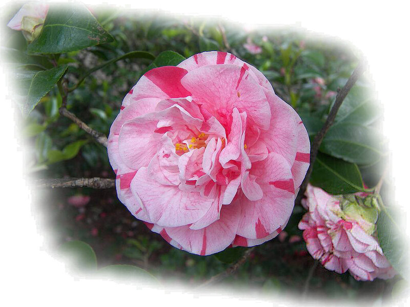 Pink Camellia Flower — Calm, Spring, Photograph