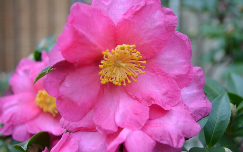 Pink Camellia Flower — Calm, Spring, Photograph, Yellow Stamen