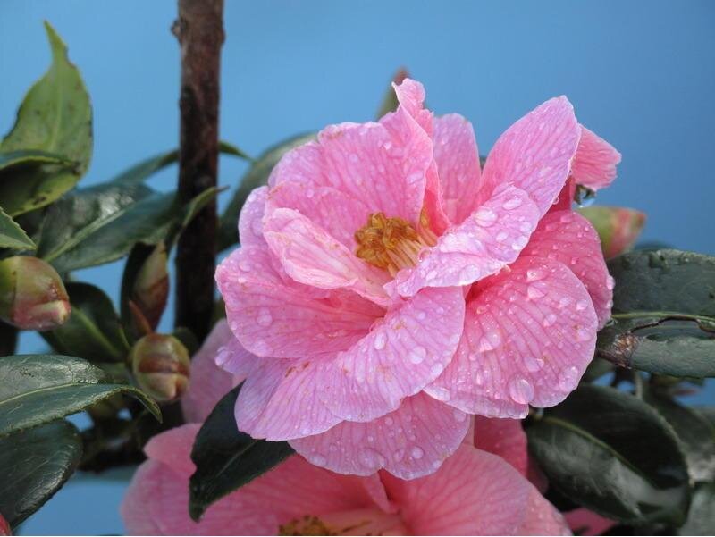 Pink Camellia Flower — Calm, Spring