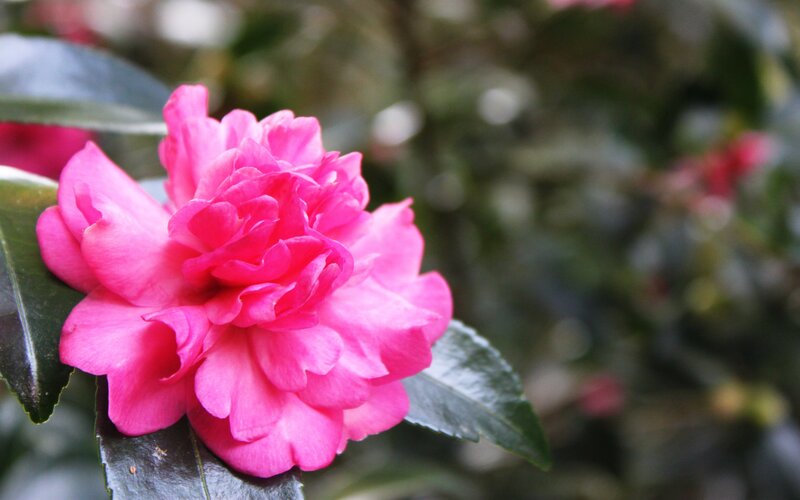 Pink Camellia Flower — Calm