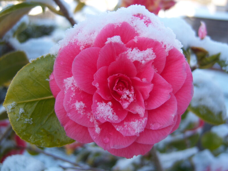 Pink Camellia Flower — Calm, Winter, Photograph