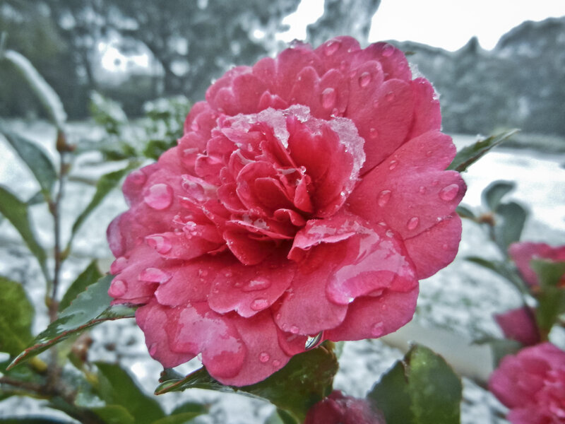Pink Camellia Flower — Calm, Winter