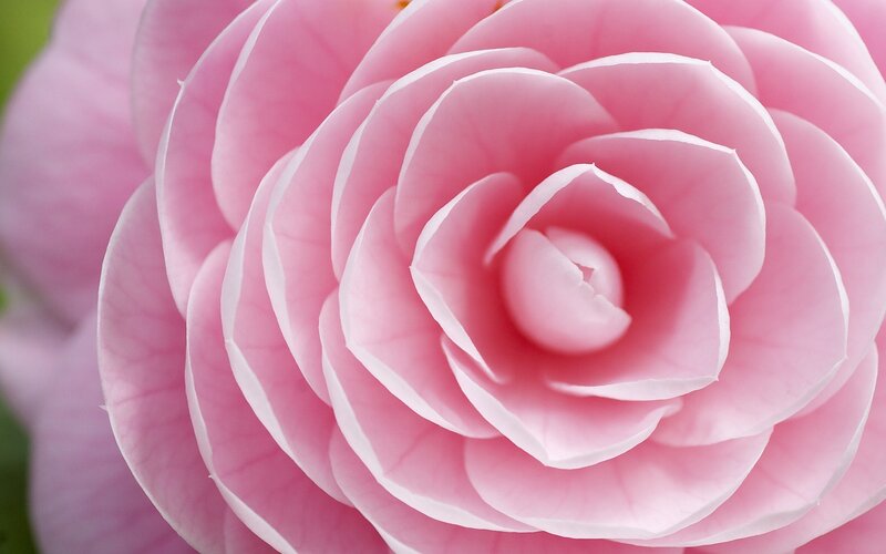 Pink camellia flower close-up