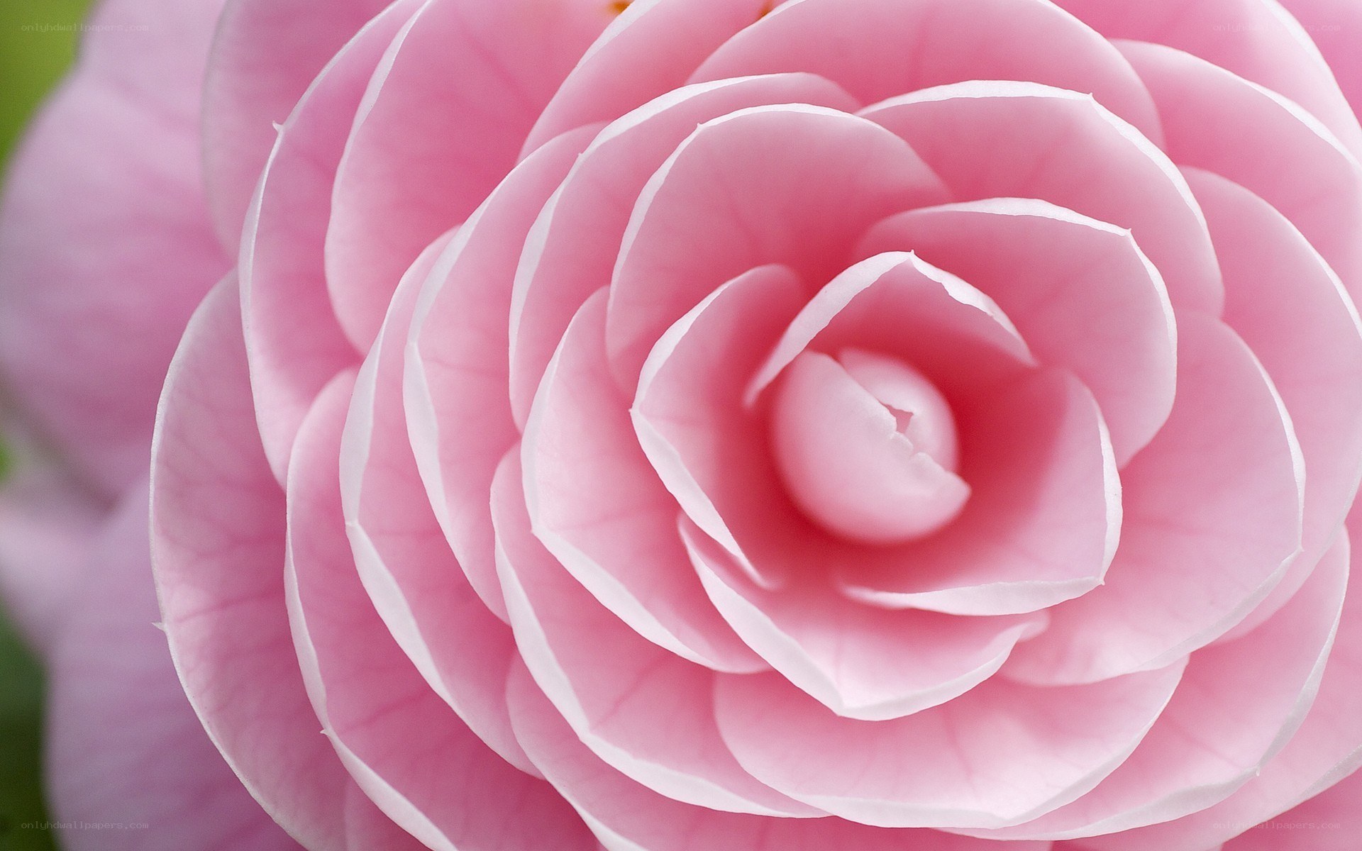 Pink camellia flower close-up