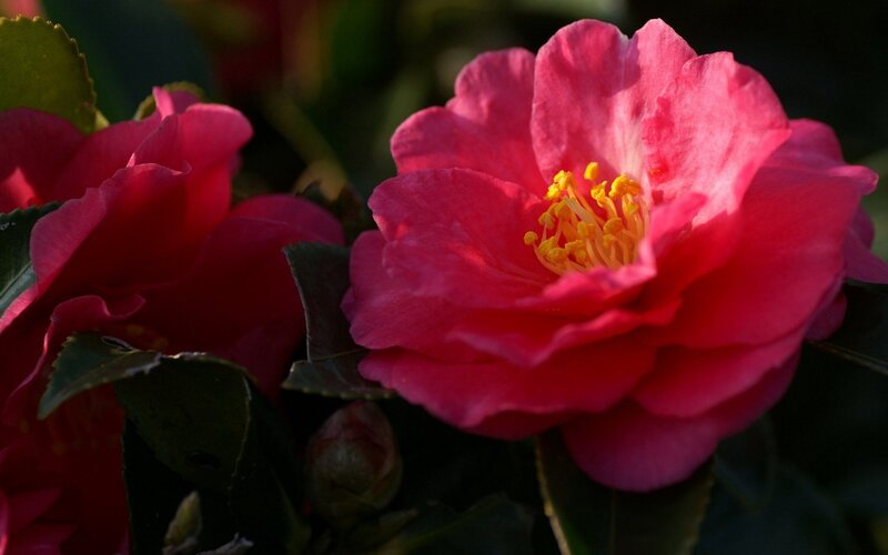 Pink Camellia Flower — Dramatic, Afternoon
