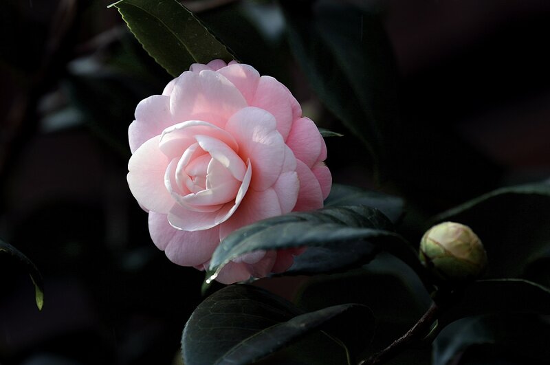 Pink Camellia Flower — Dramatic, Photograph, Bud