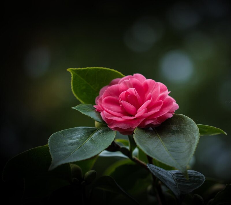 Pink Camellia Flower — Dramatic, Photograph, Green Leaves, Flower Bud