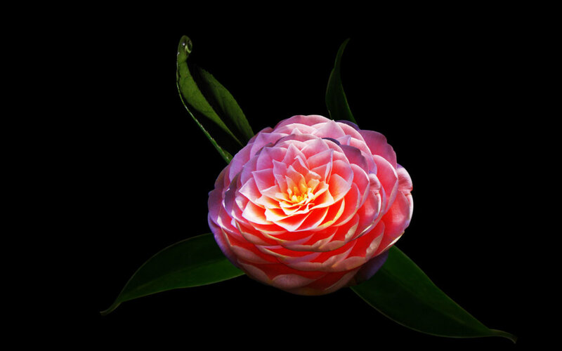 Pink Camellia Flower — Dramatic, Photograph, Green Leaves