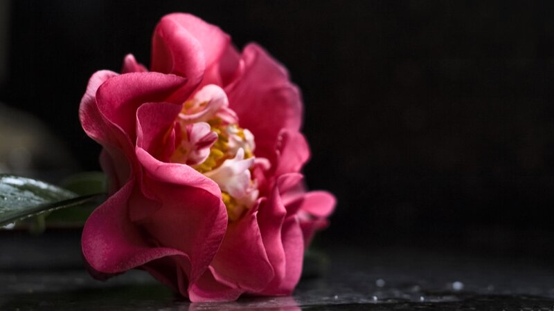 Pink Camellia Flower — Dramatic, Photograph, Leaf, Petals