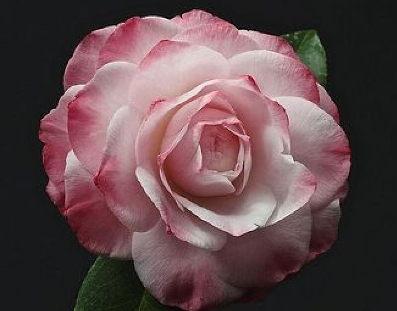 Pink Camellia Flower — Dramatic, Photograph, Leaf
