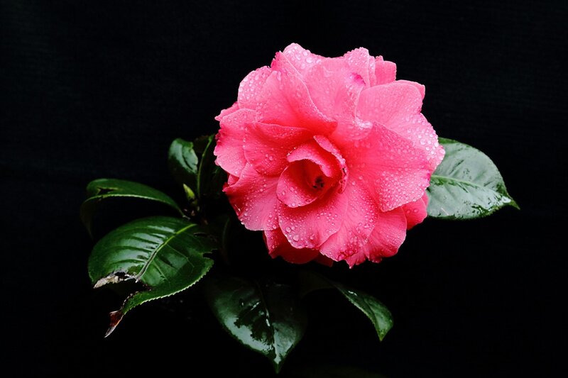Pink Camellia Flower — Dramatic, Photograph