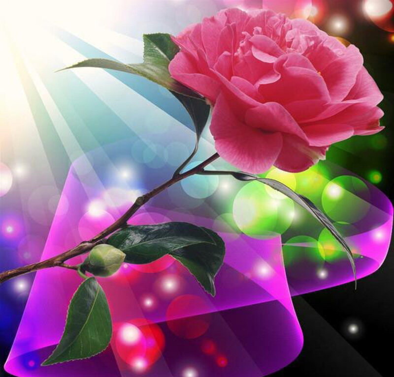Pink Camellia Flower — Dramatic