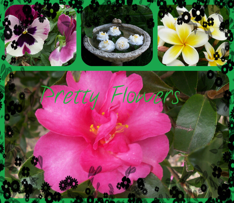 Pink Camellia Flower — Green