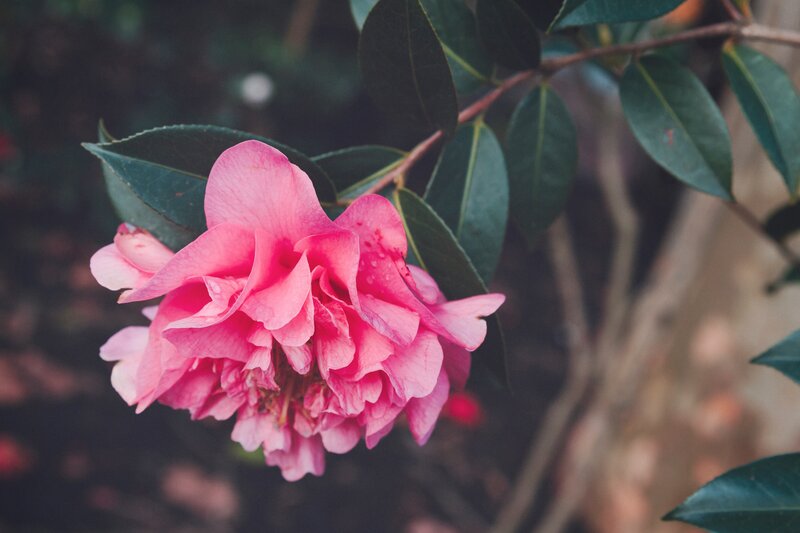 Pink camellia flower in bloom
