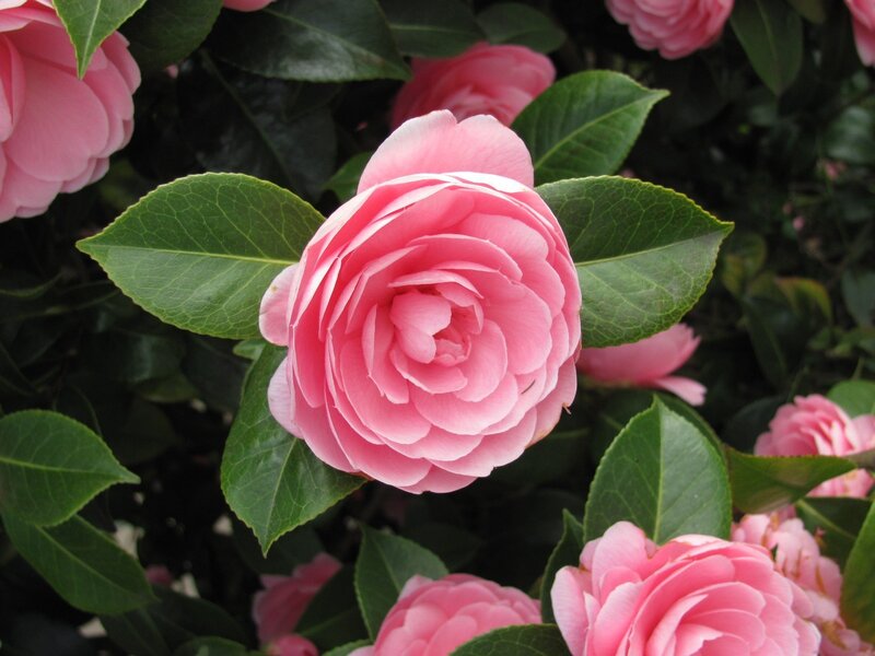 Pink camellia flower in bloom