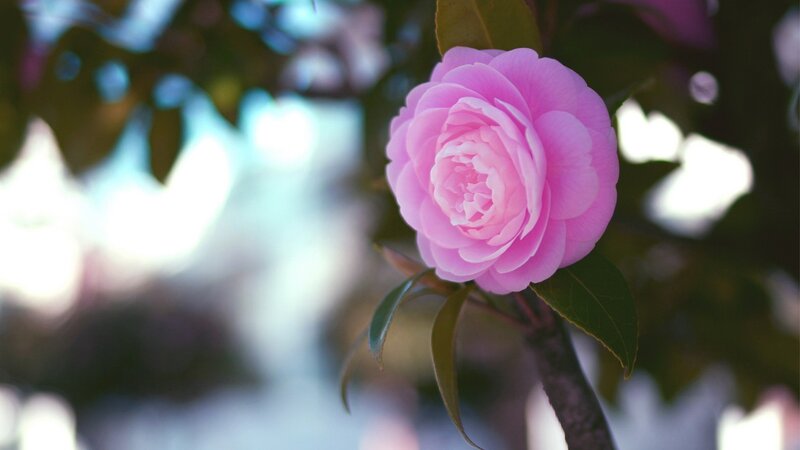 Pink camellia flower in bloom
