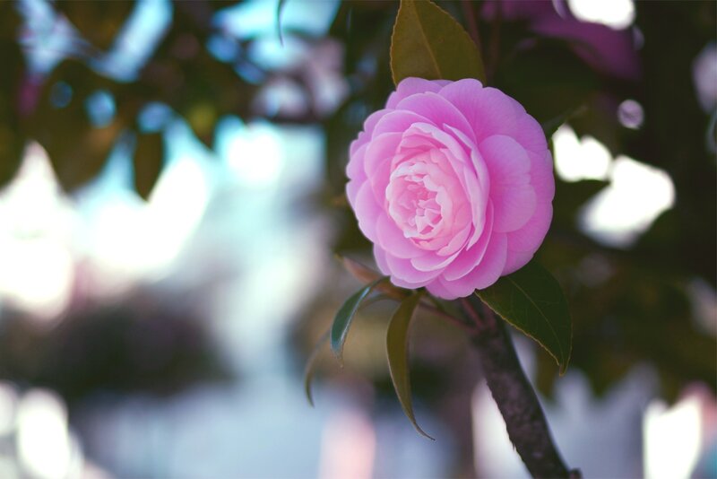 Pink camellia flower in bloom