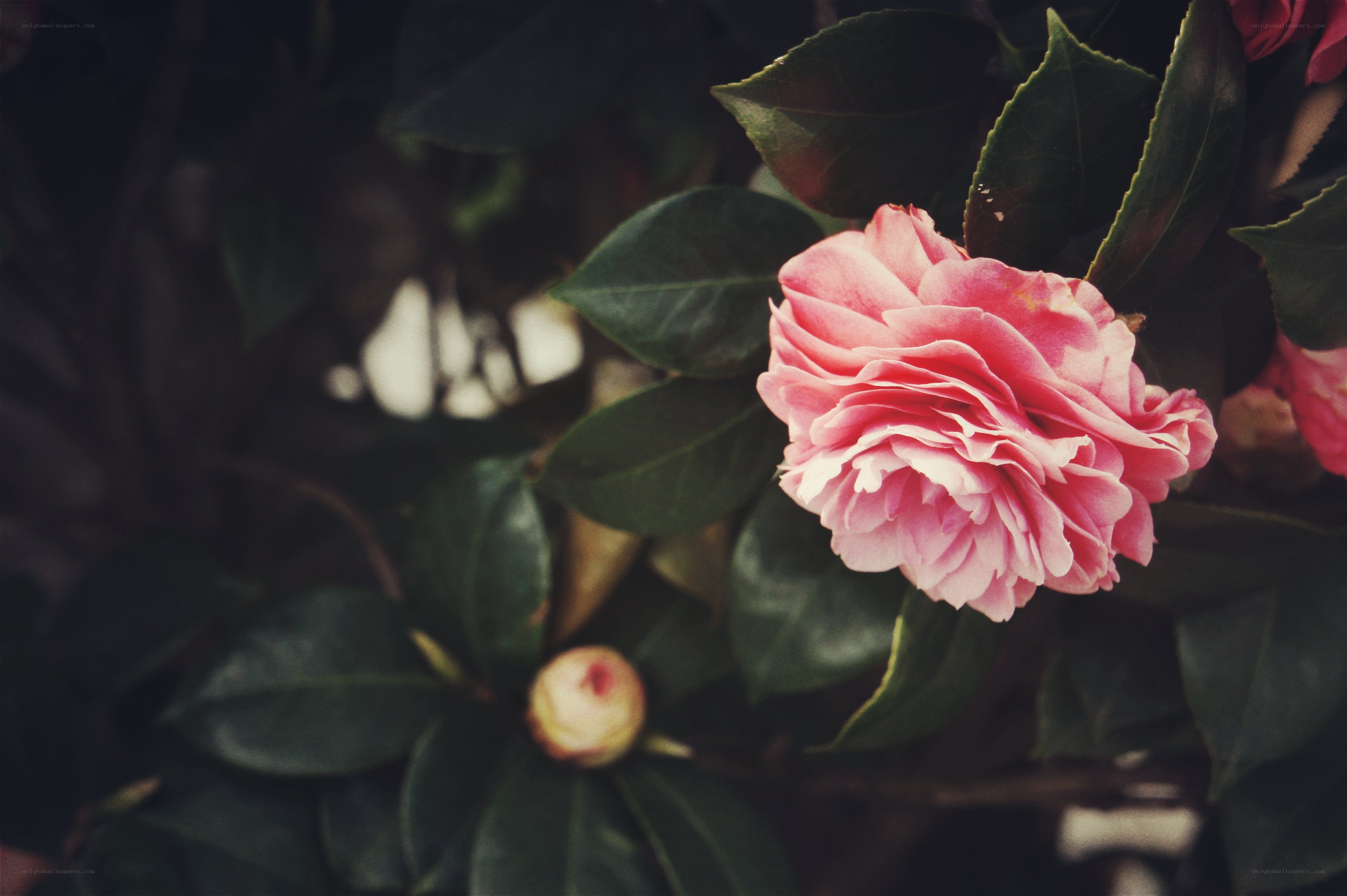 Pink camellia flower in bloom
