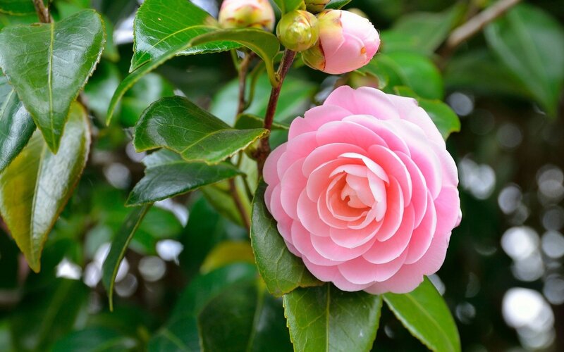 Pink camellia flower in bloom