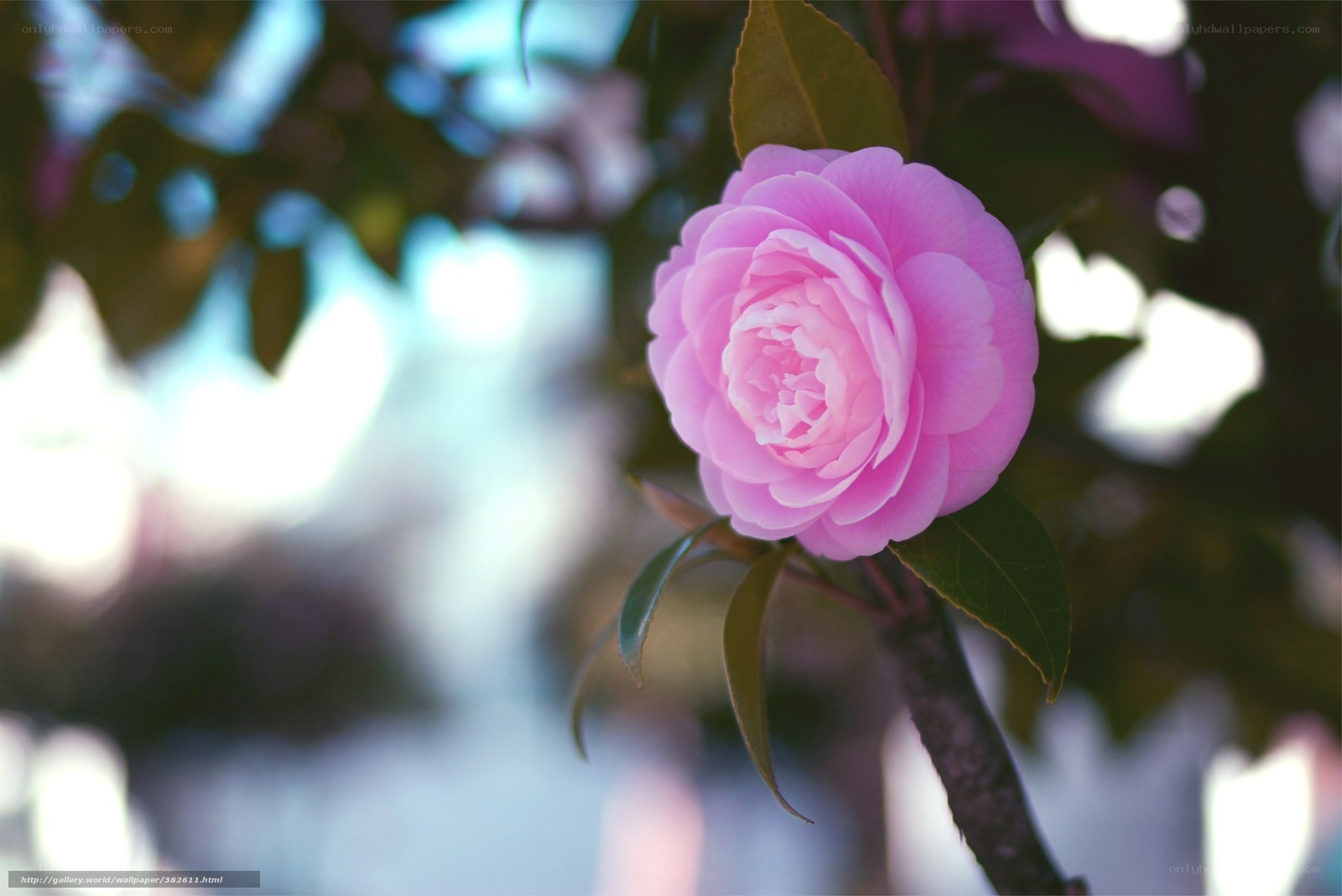 Pink camellia flower in bloom