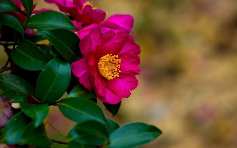 Pink Camellia Flower — Magenta