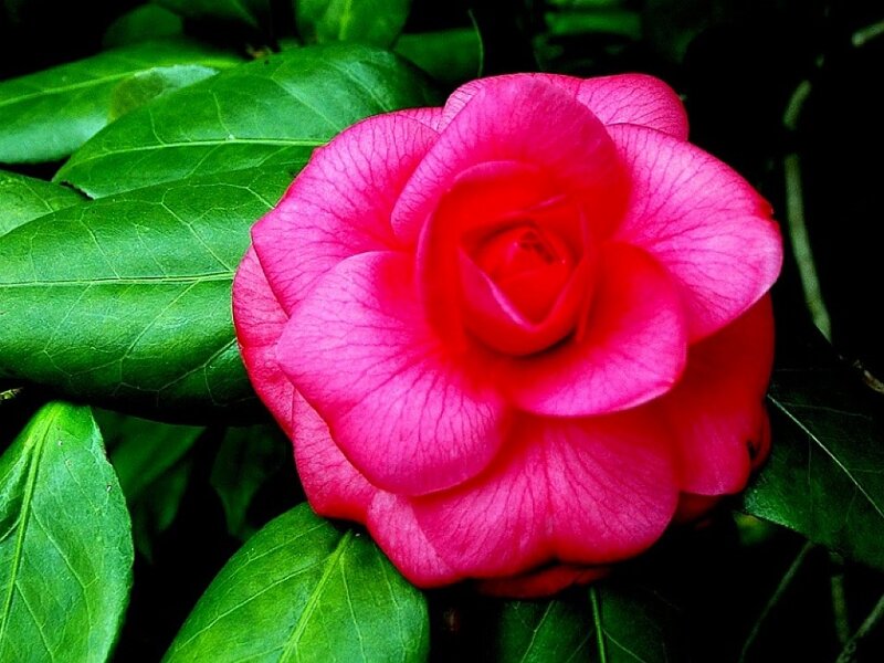 Pink Camellia Flower — Natural