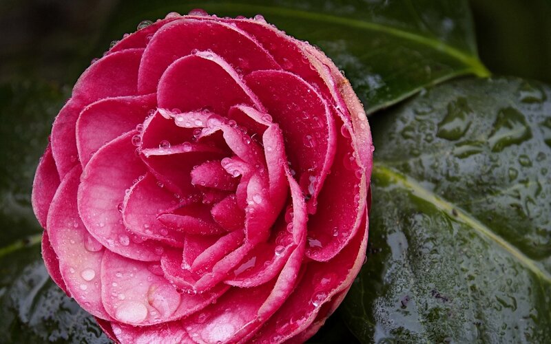 Pink Camellia Flower — Red, Serene