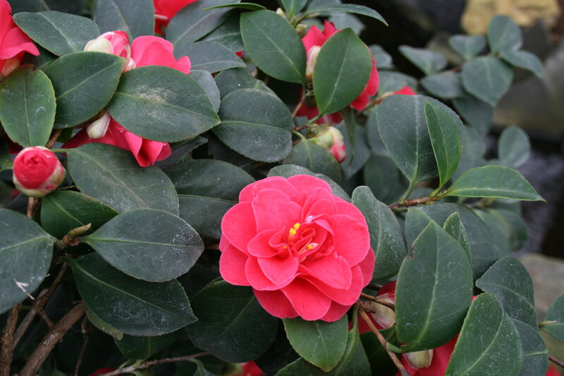 Pink Camellia Flower — Red