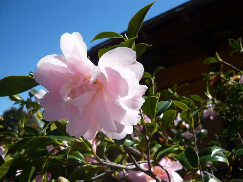 Pink Camellia Flower — Serene, Afternoon, Photograph, Green Leaves, Blue Sky