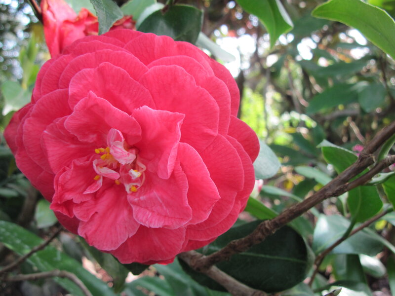 Pink Camellia Flower — Serene, Afternoon, Photograph, Leaves