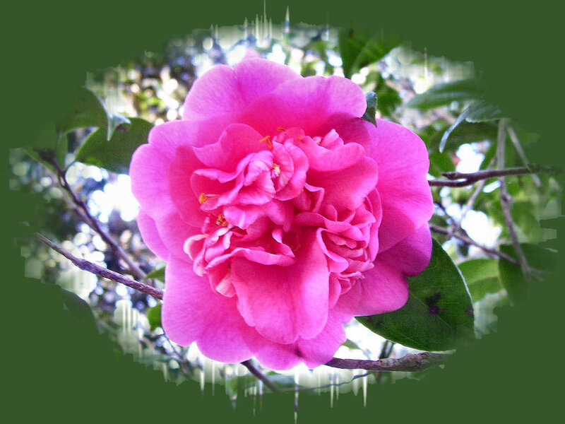 Pink Camellia Flower — Serene, Afternoon