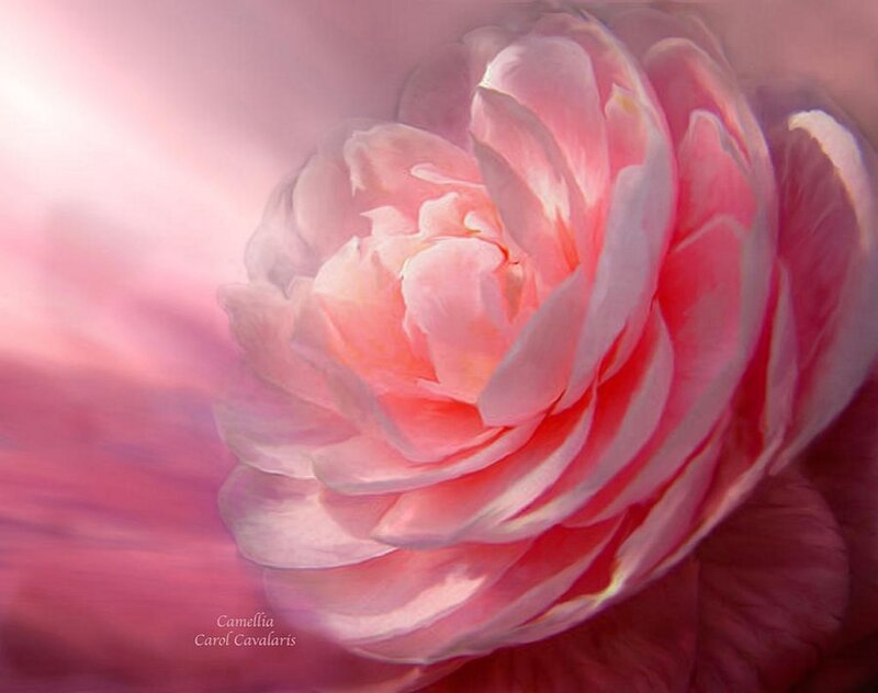 Pink Camellia Flower — Serene, Digital Art