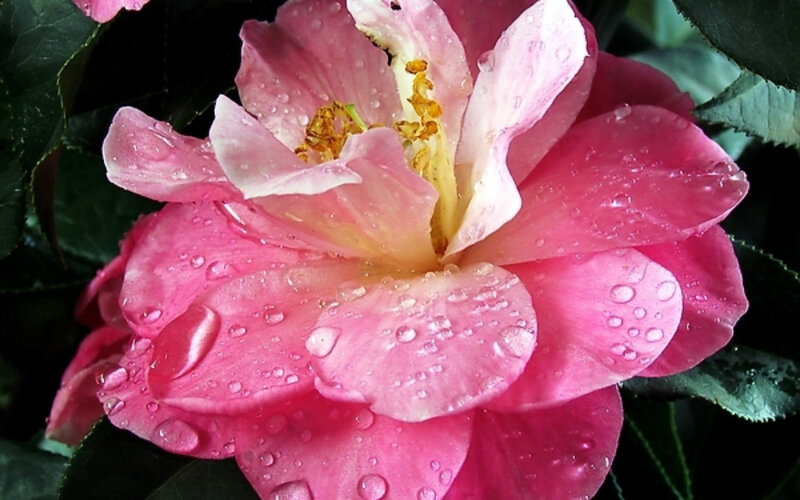 Pink Camellia Flower — Serene, Morning, Photograph