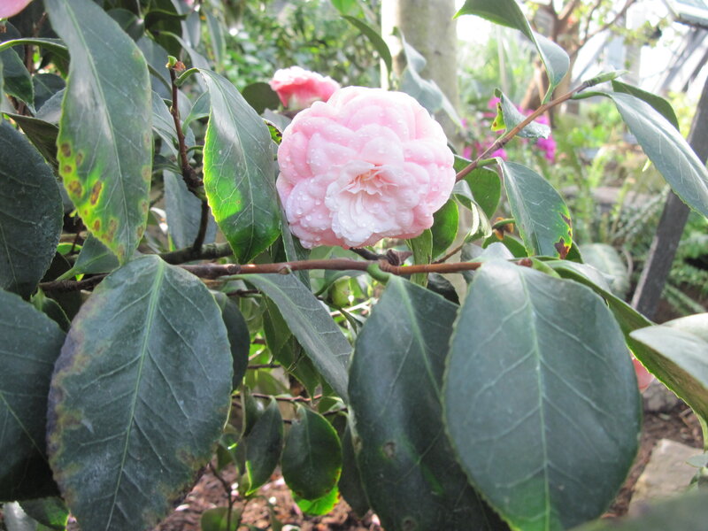 Pink Camellia Flower — Serene, Morning