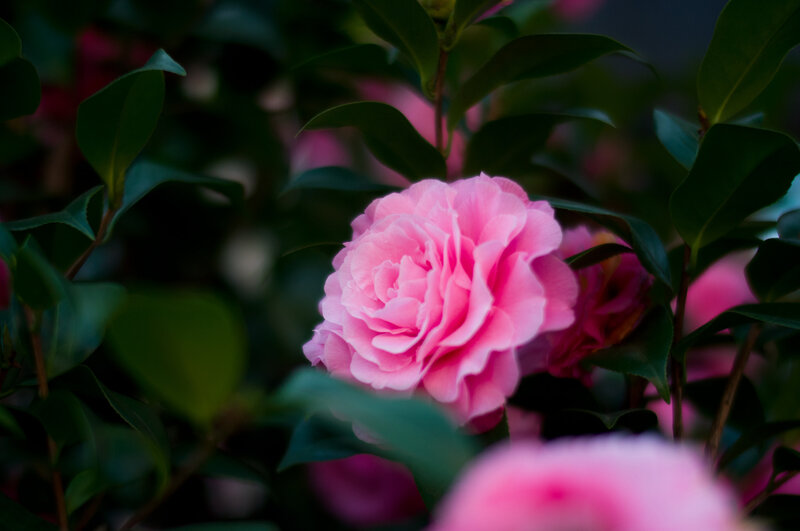 Pink Camellia Flower — Serene, Night