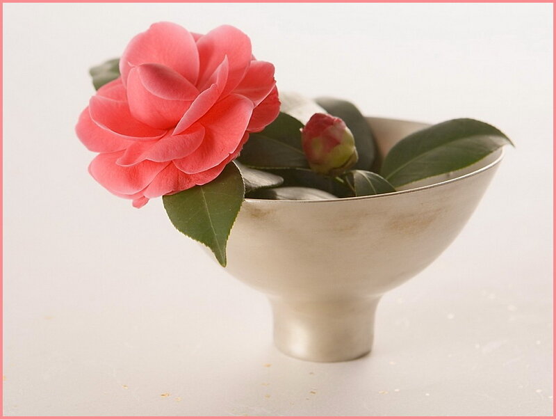 Pink Camellia Flower — Serene, Photograph, Bowl, Bud, Leaves
