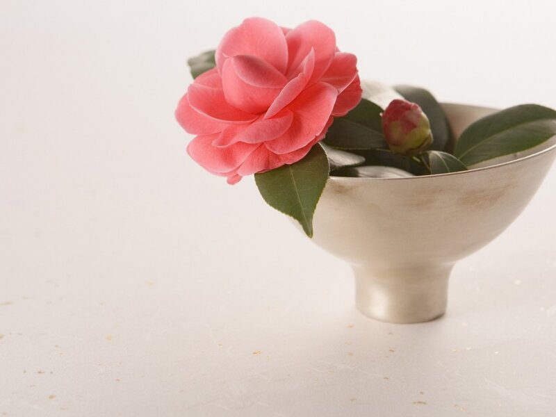 Pink Camellia Flower — Serene, Photograph, Bowl, Bud