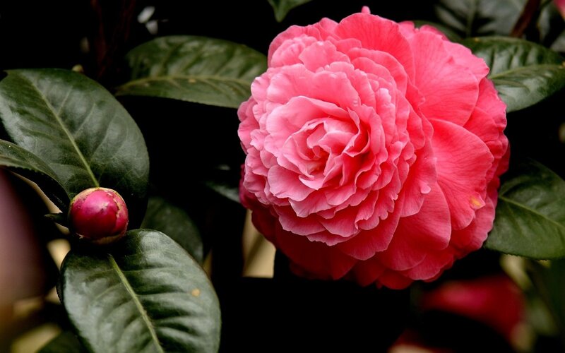 Pink Camellia Flower — Serene, Photograph, Bud, Leaves