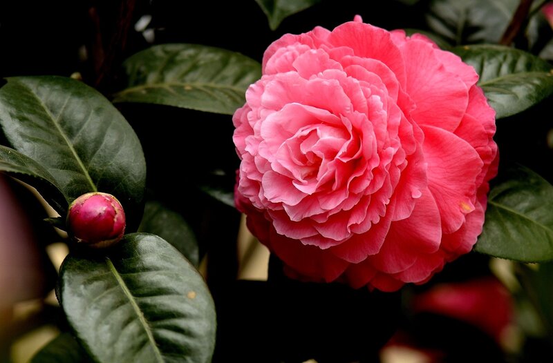 Pink Camellia Flower — Serene, Photograph, Bud