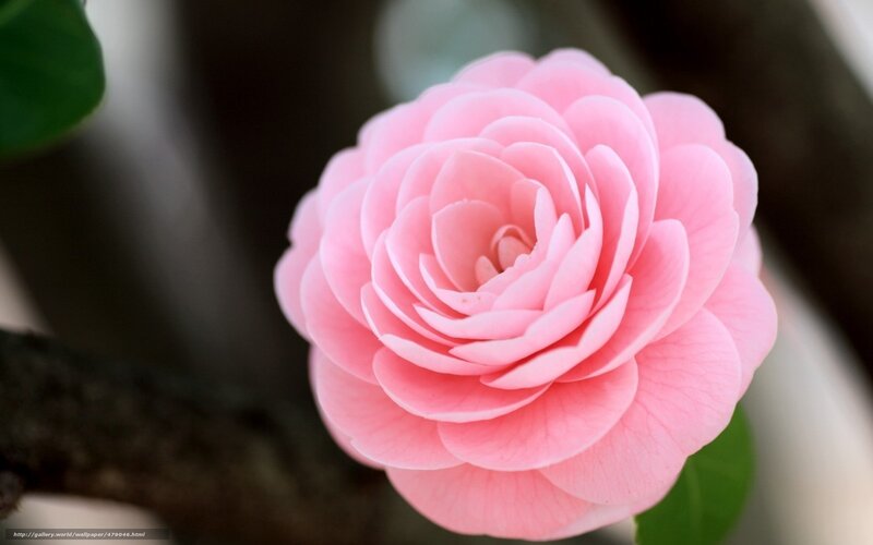 Pink Camellia Flower — Serene, Photograph, Green Leaf, Branch