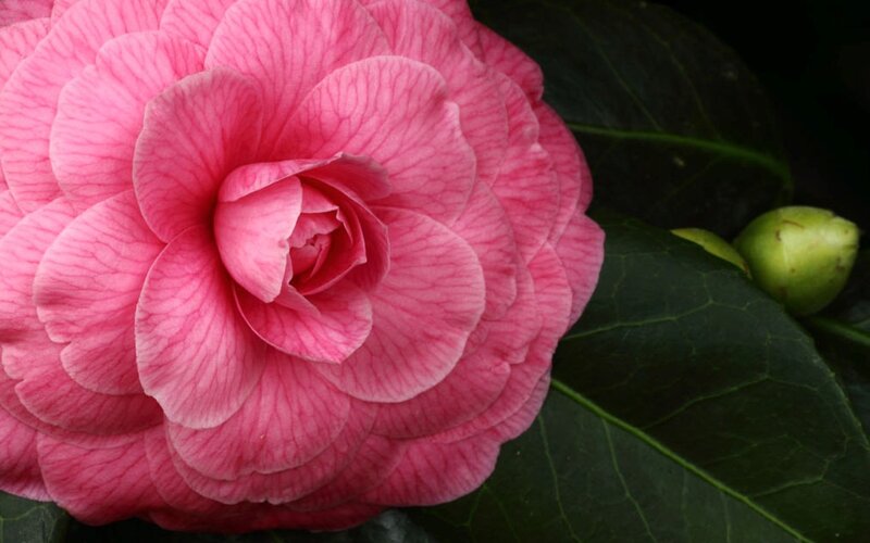 Pink Camellia Flower — Serene, Photograph, Green Leaf, Flower Bud