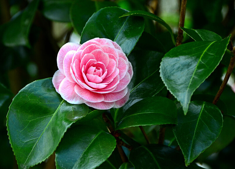 Pink Camellia Flower — Serene, Photograph, Green Leaves, Stem