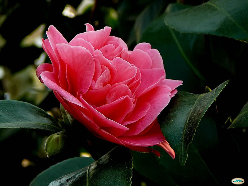 Pink Camellia Flower — Serene, Photograph, Green Leaves
